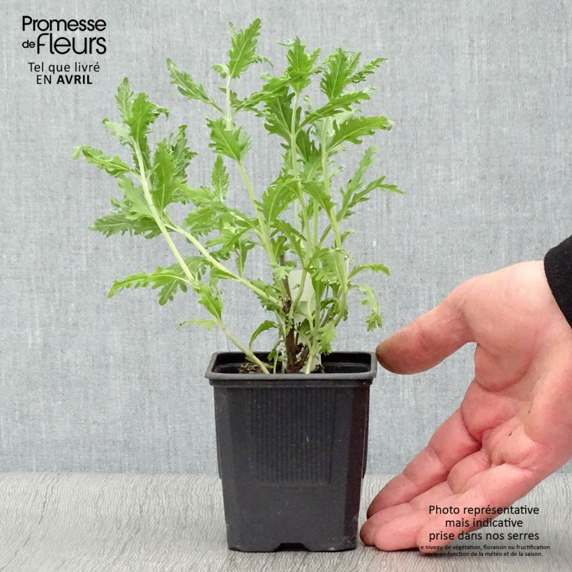 Perovskia atriplicifolia Blue Spire - Russian Sage 8/9 cm pot sample as delivered in spring