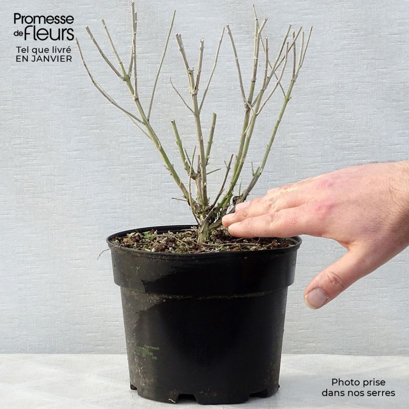 Perovskia atriplicifolia Blue Spire - Russian Sage 2L/3L pot sample as delivered in winter