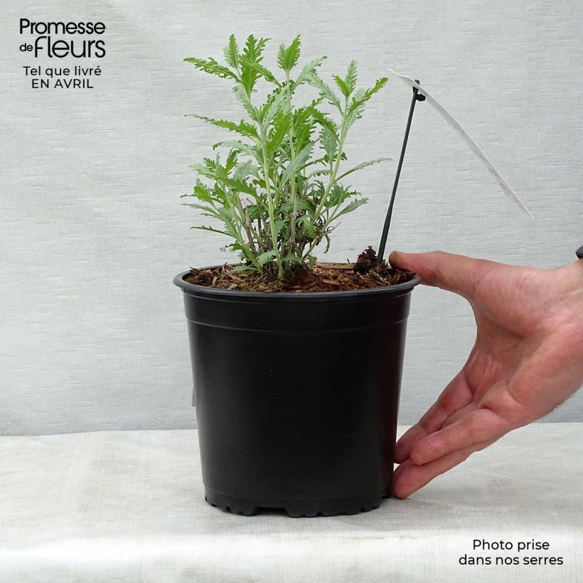 Perovskia atriplicifolia Blue Spire - Russian Sage 2L/3L pot sample as delivered in spring