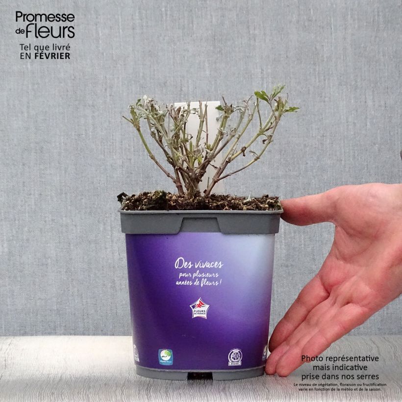 Perovskia atriplicifolia Blue Steel - Russian Sage 2L/3L pot sample as delivered in winter