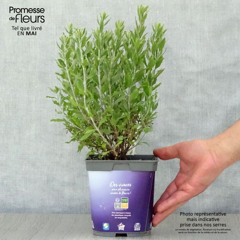 Perovskia atriplicifolia Blue Steel - Russian Sage 2L/3L pot sample as delivered in spring