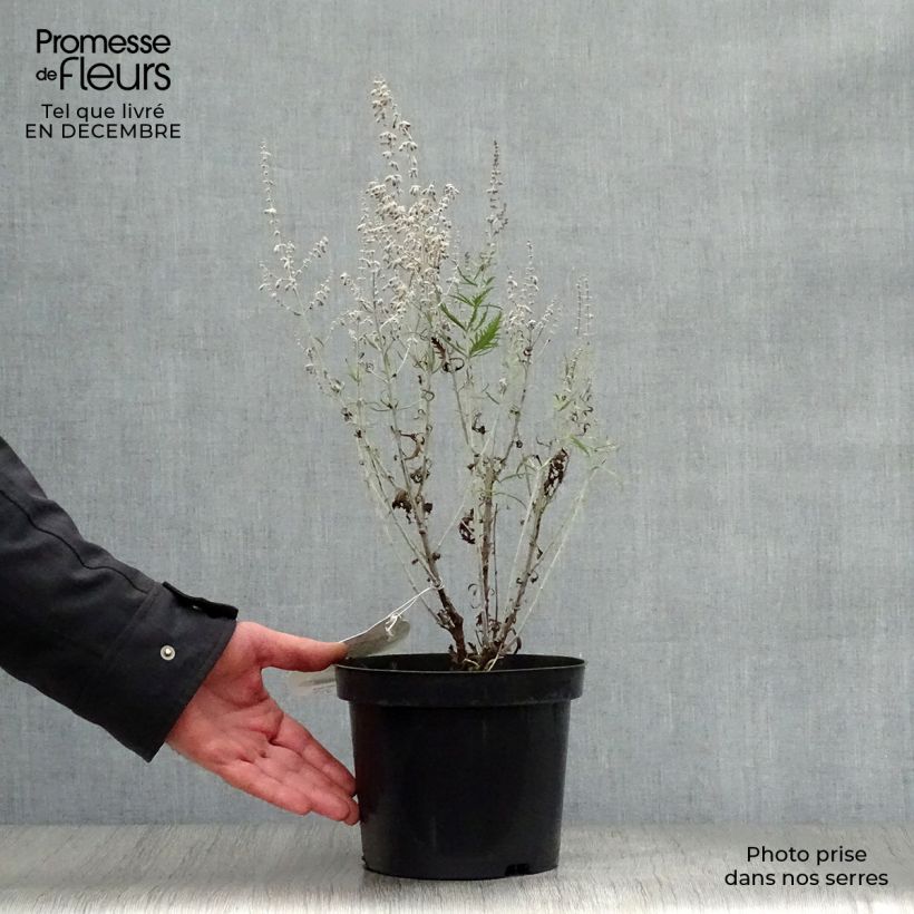 Perovskia atriplicifolia Lacey Blue - Russian Sage 2L/3L pot sample as delivered in winter