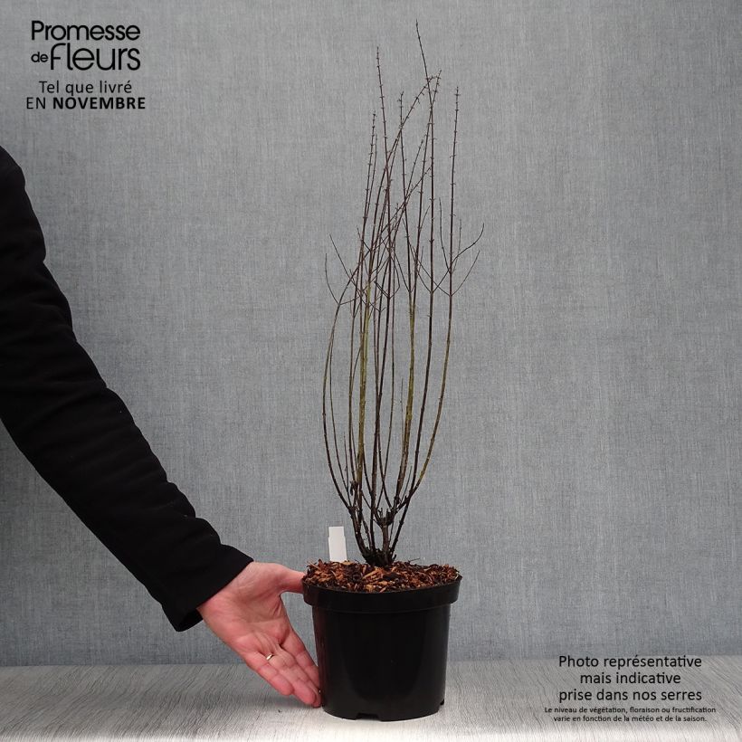 Perovskia atriplicifolia Little Spire - Russian Sage 2L/3L pot sample as delivered in autumn