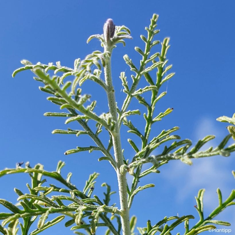 Salvia yangii  Feathery Blue - Perovskia, Russian sage (Foliage)
