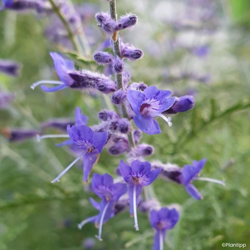 Salvia yangii  Feathery Blue - Perovskia, Russian sage (Flowering)