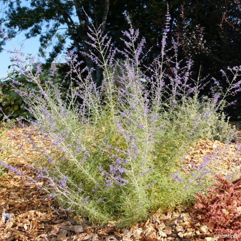 Salvia yangii  Feathery Blue - Perovskia, Russian sage (Plant habit)