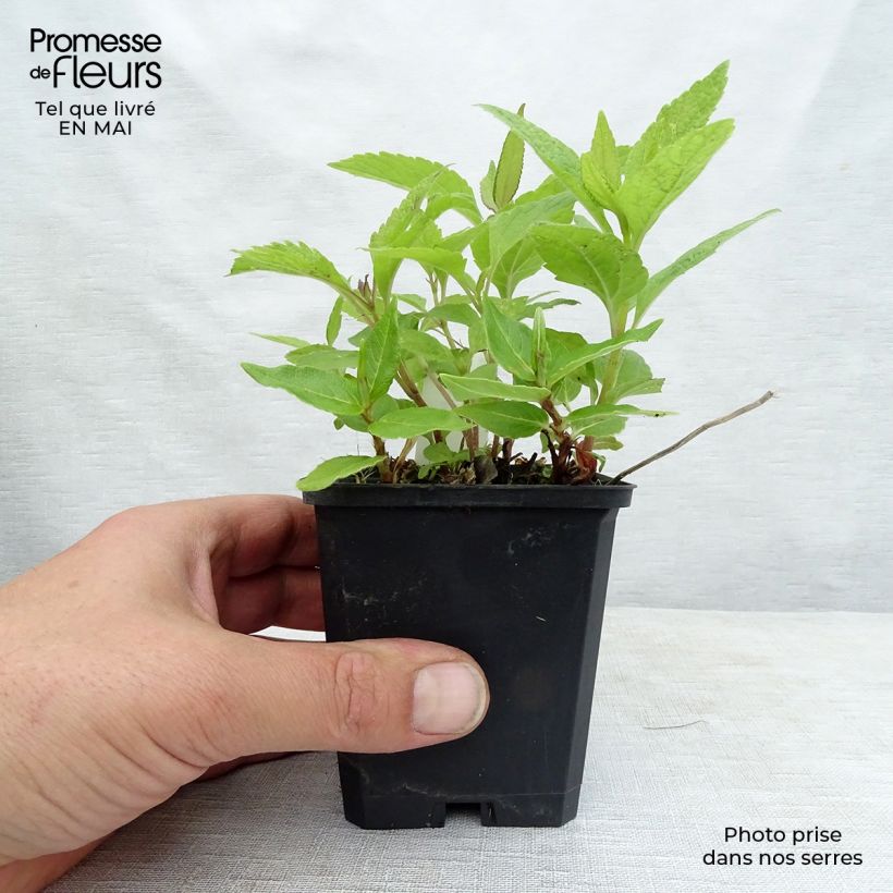 Aconogonon tortuosum var. glabrifolium 8/9 cm pot sample as delivered in spring