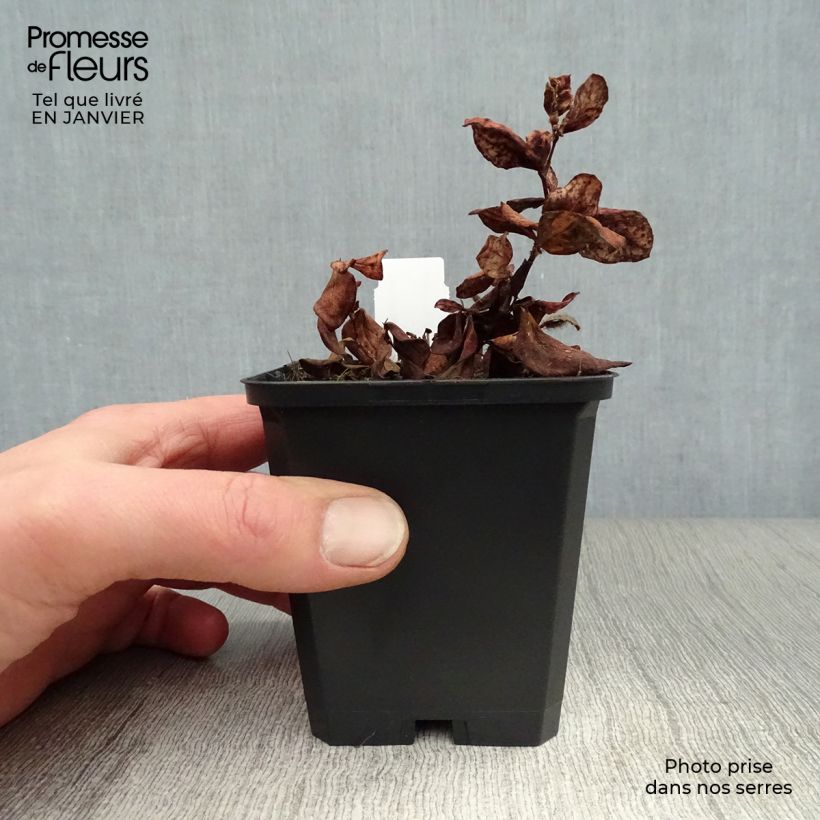 Aconogonon tortuosum var. glabrifolium 8/9 cm pot sample as delivered in winter