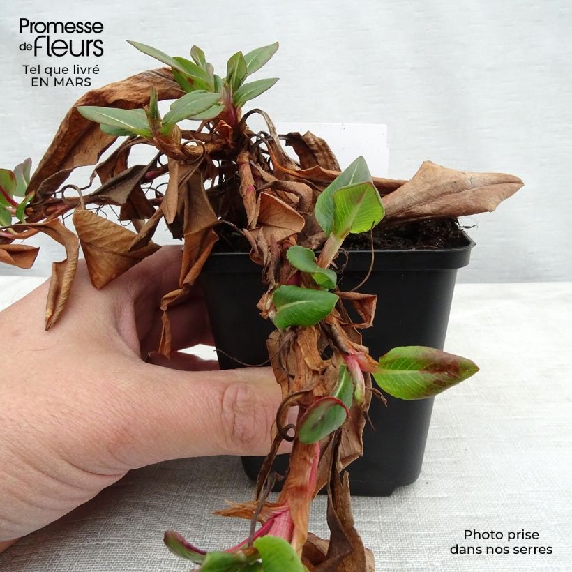 Persicaria affinis Superba 8/9 cm pot sample as delivered in winter