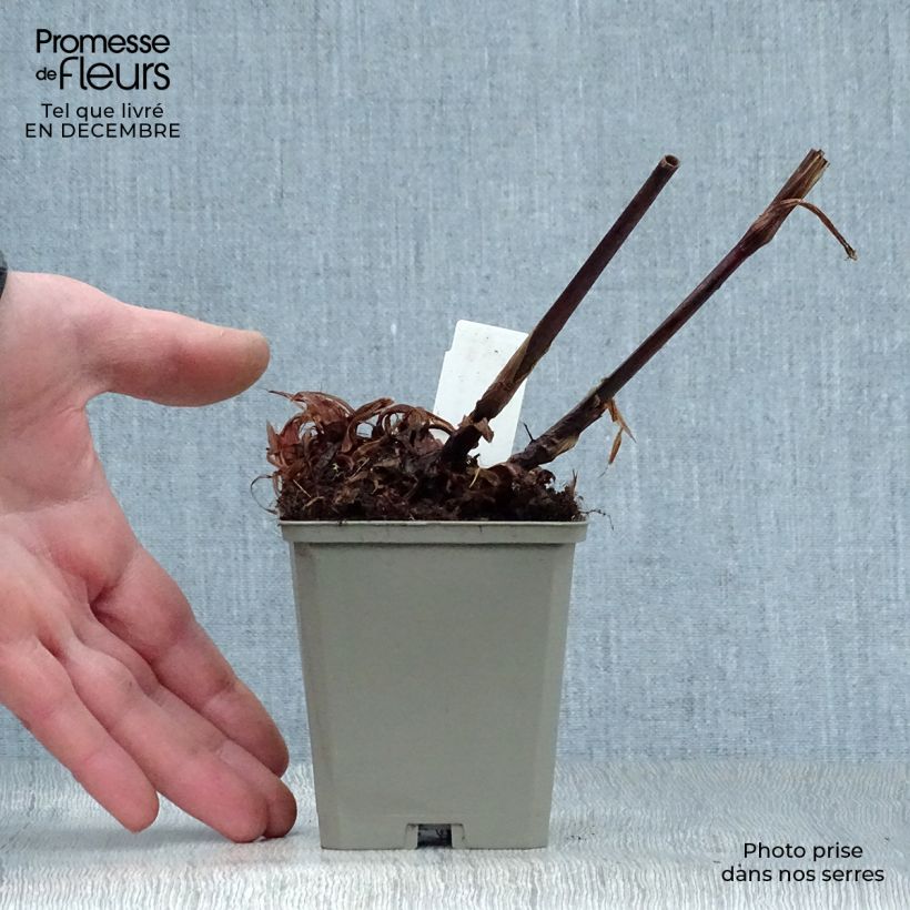 Persicaria amplexicaulis High Society - Mountain Fleece 8/9 cm pot sample as delivered in winter