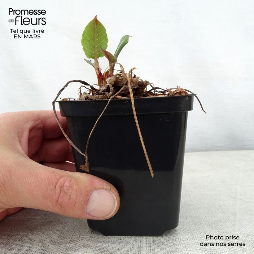 Persicaria amplexicaulis 'Speciosa' - Knotweed 8/9 cm pot sample as delivered in spring
