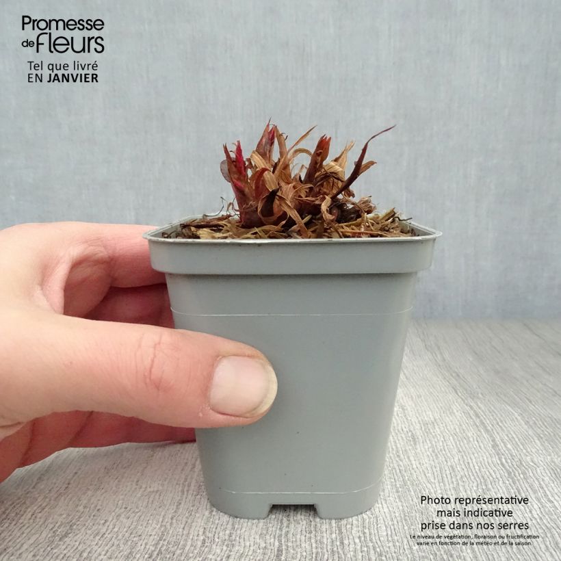 Persicaria amplexicaulis 'Speciosa' - Knotweed 8/9 cm pot sample as delivered in winter