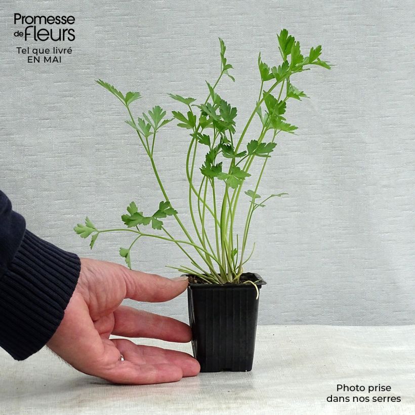 Géant d'Italie Parsley 8/9 cm pot sample as delivered in spring