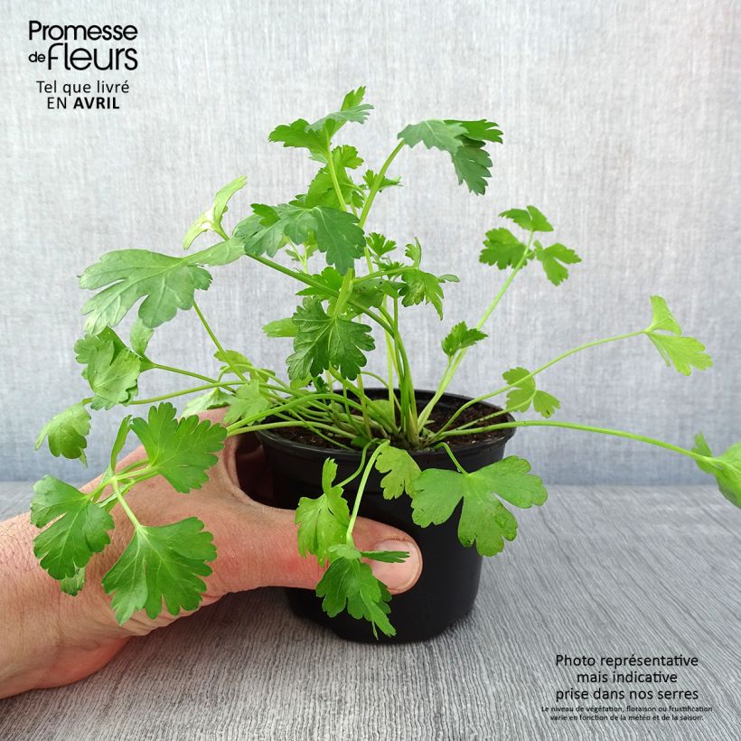 Géant d'Italie Parsley seeds 8/9 cm pot sample as delivered in spring