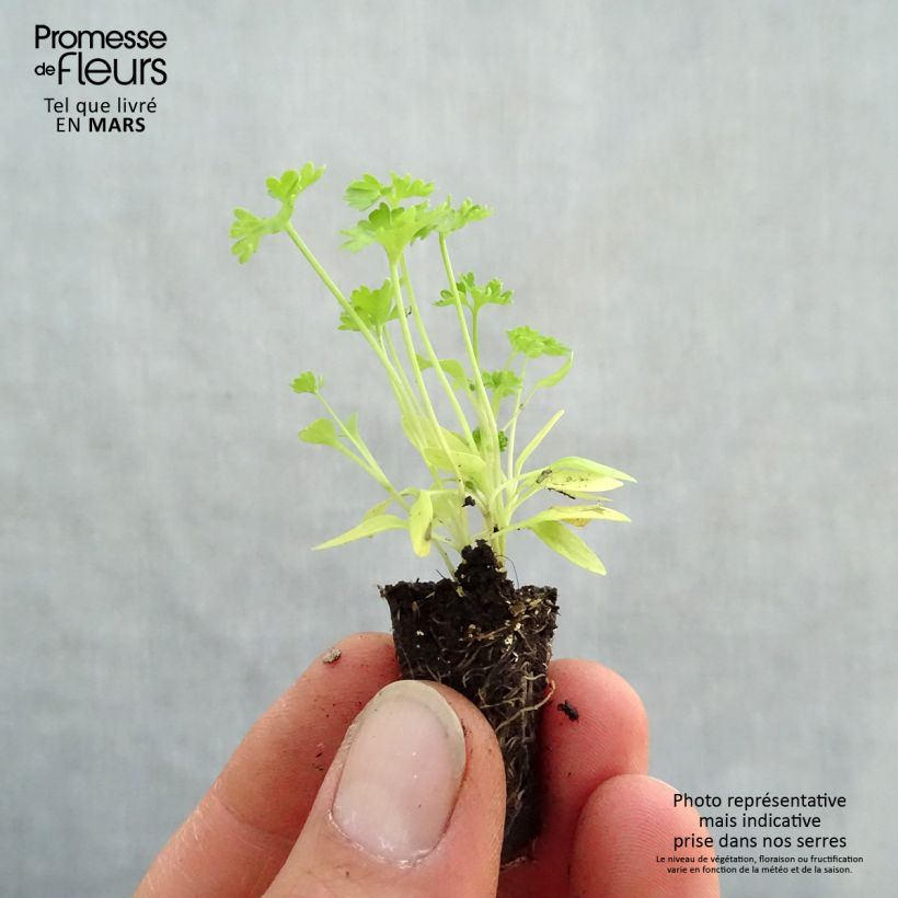 Curly Parsley Grüne Perle Organic Plug plant 1.5/2.5 cm sample as delivered in spring