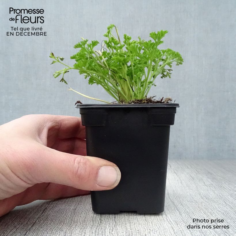 Dark green curly parsley Organic 8/9 cm pot sample as delivered in winter
