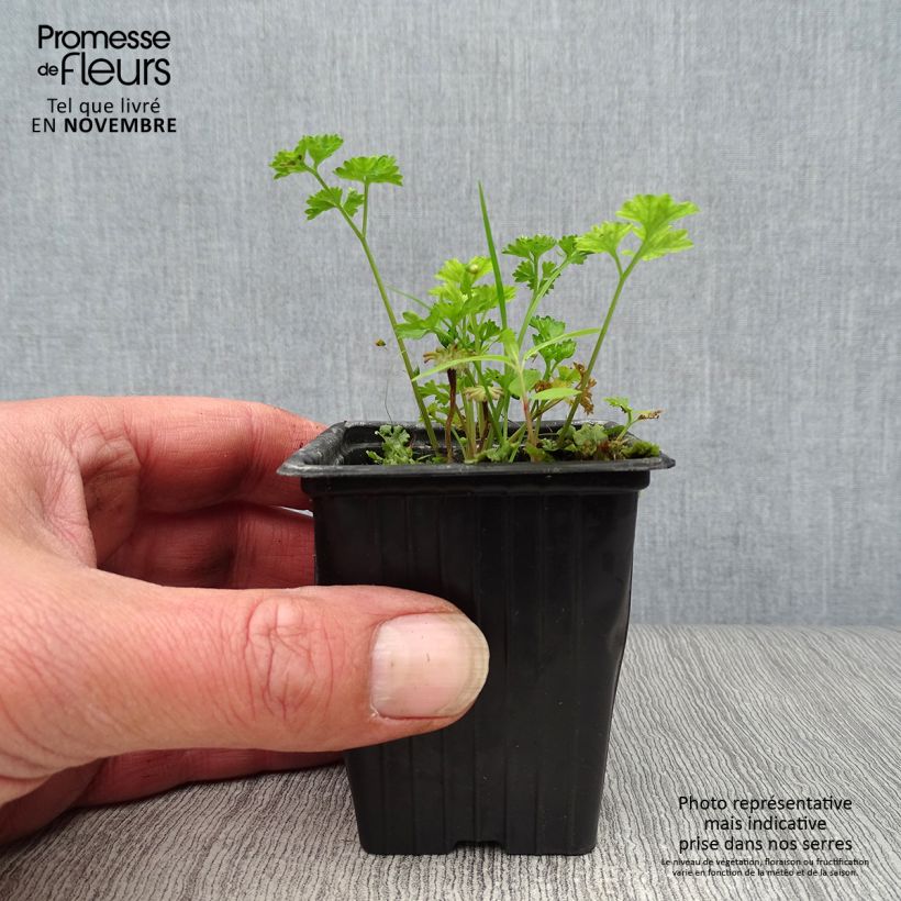 Dark green curly parsley Organic 8/9 cm pot sample as delivered in autumn