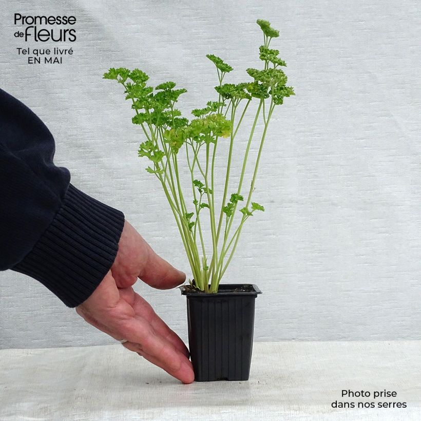 Dark green curly parsley Organic 8/9 cm pot sample as delivered in spring
