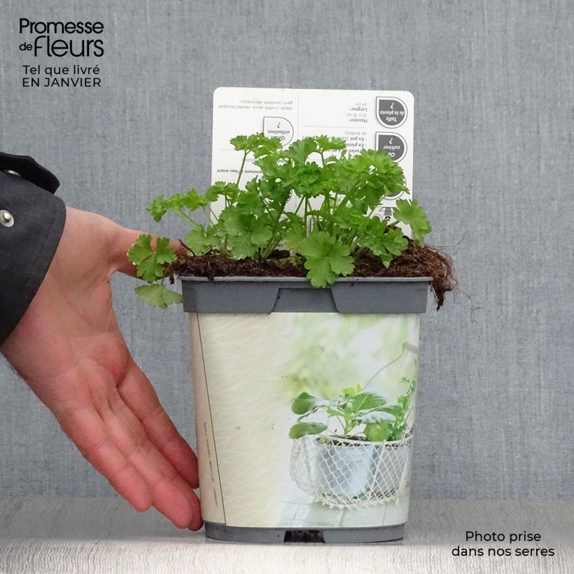 Dark green curly parsley - organic plant 2L/3L pot sample as delivered in winter