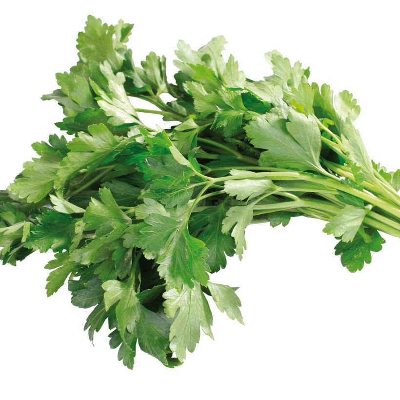 Géant d'Italie Parsley seeds (Harvest)