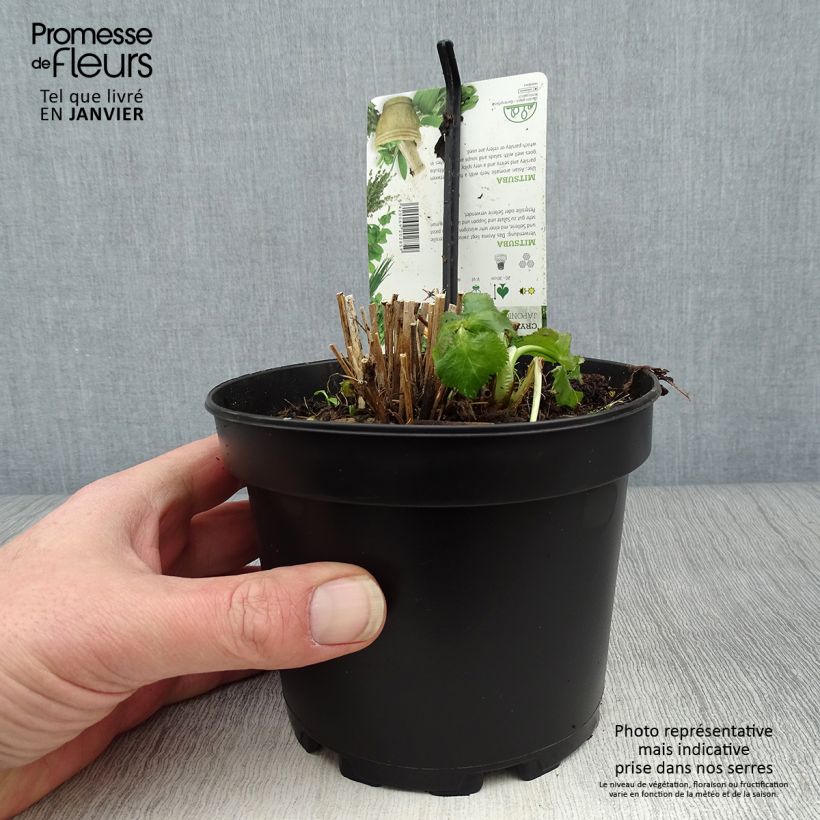 Mitsuba ,Japanese Parsley - Cryptotaenia japonica 1.5L/2L pot sample as delivered in winter