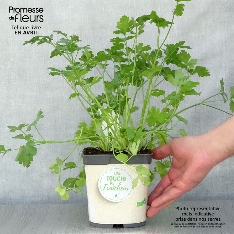 Géant d'Italie Parsley - Garden Parsley sample as delivered in spring
