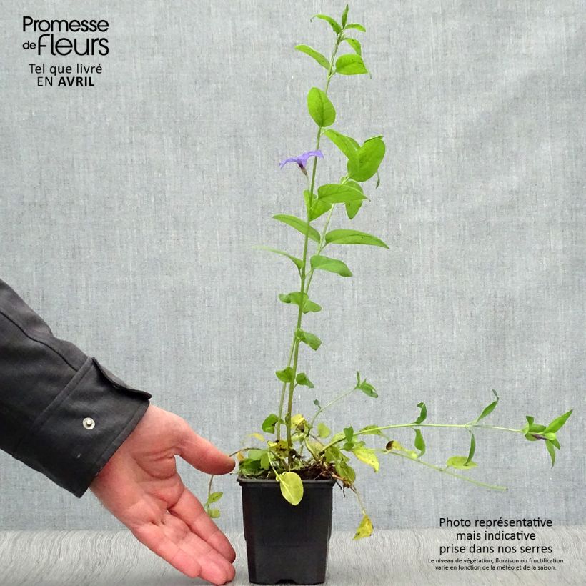 Vinca difformis 8/9 cm pot sample as delivered in spring