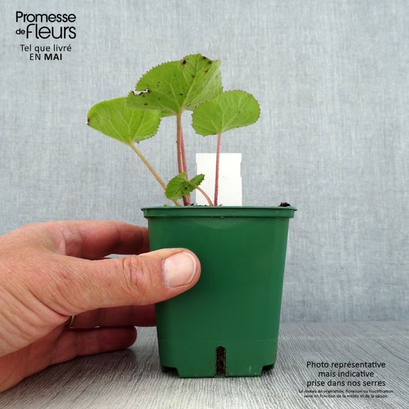 Petasites fragrans  8/9 cm pot sample as delivered in spring