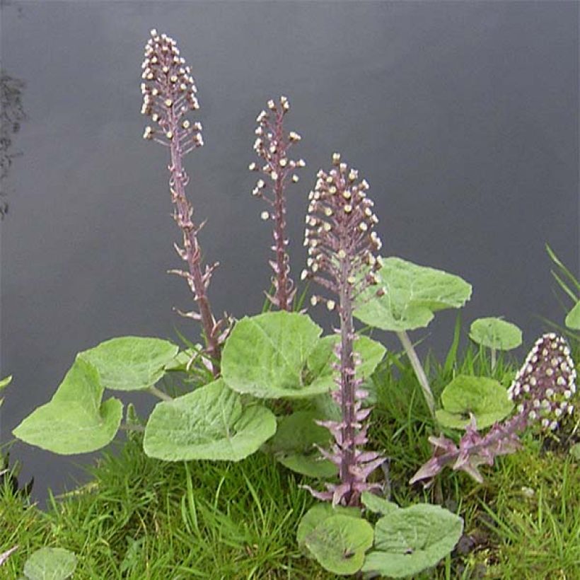 Petasites hybridus (Plant habit)