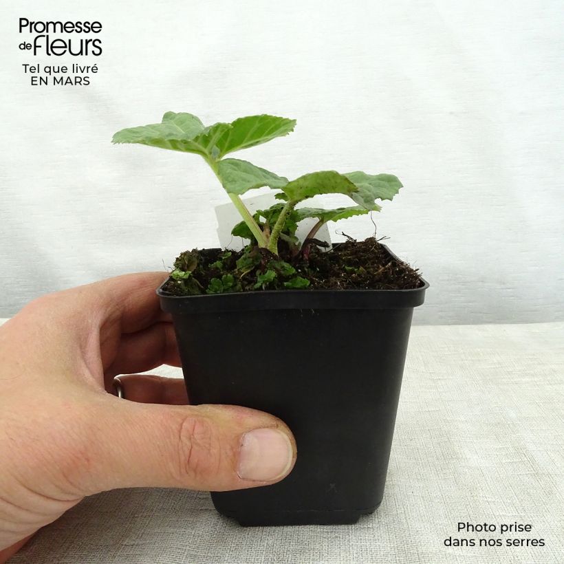 Petasites hybridus  8/9 cm pot sample as delivered in spring
