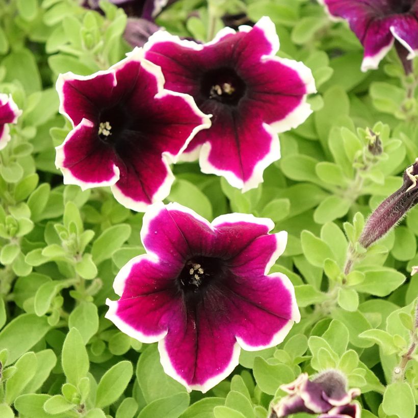 Petunia Cardinal Rim (Flowering)