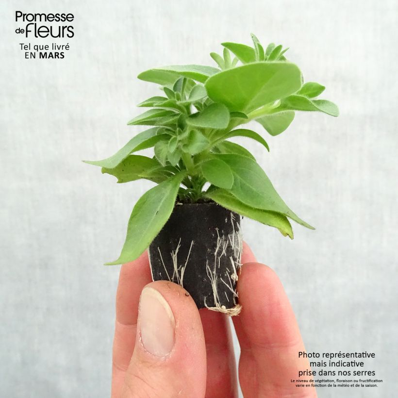 Petunia Cascadias Indian Summer Plug plant 3/4cm sample as delivered in spring