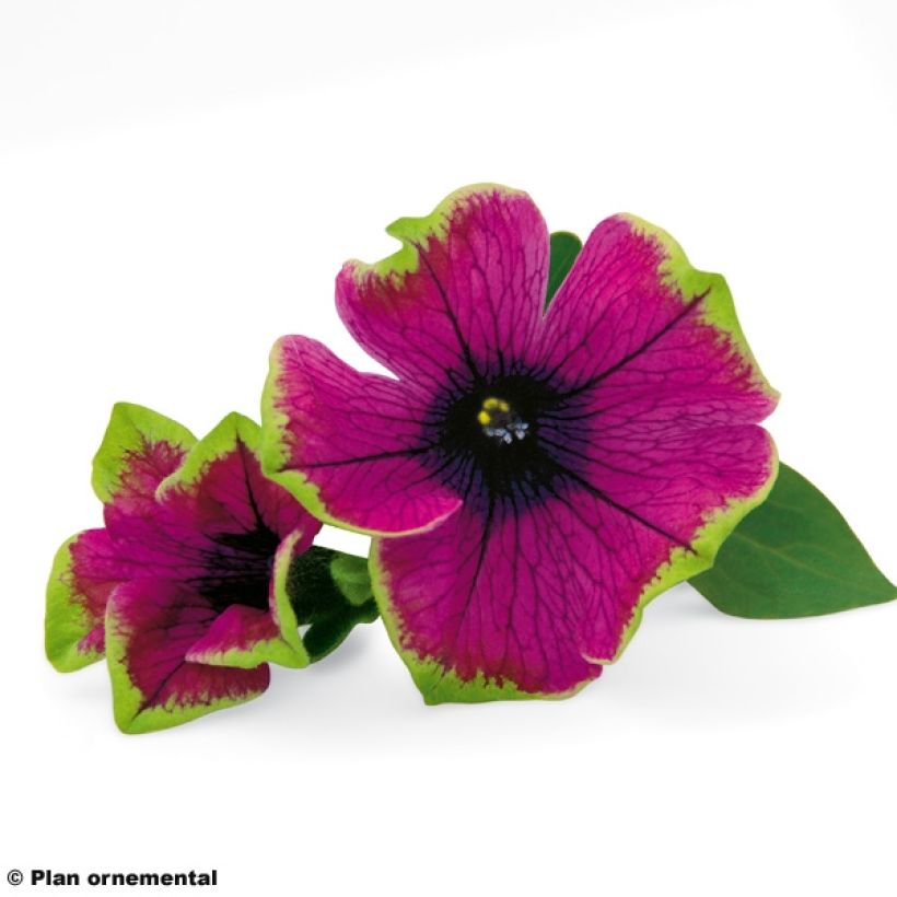 Petunia  hybrida Pretty Much Picasso (Flowering)