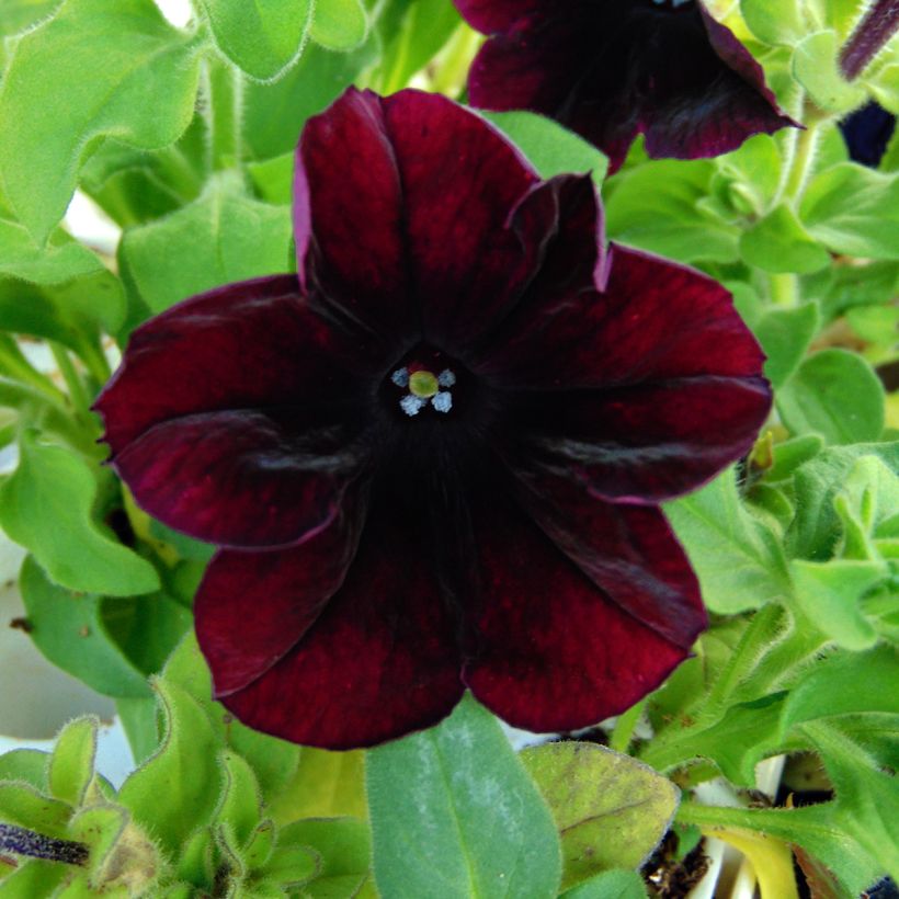 Petunia hybrida Sophistica Blackberry (Flowering)