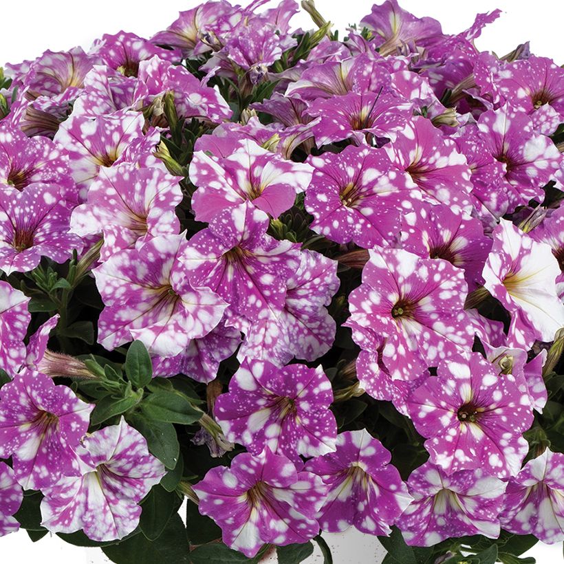 Petunia Splash Dance Fuchsia Flamenco (Flowering)