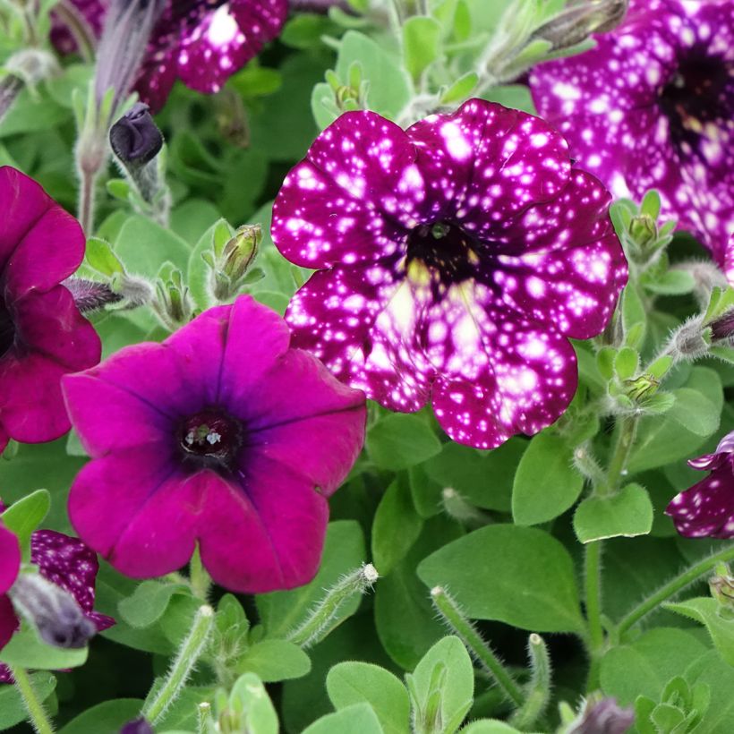 Petunia Splash Dance Magenta Mambo (Flowering)