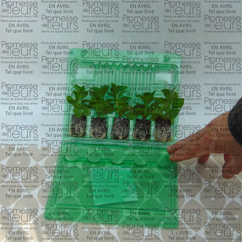 Example of Petunia Supertunia Raspberry Blast Plug plant 3/4cm specimen as delivered