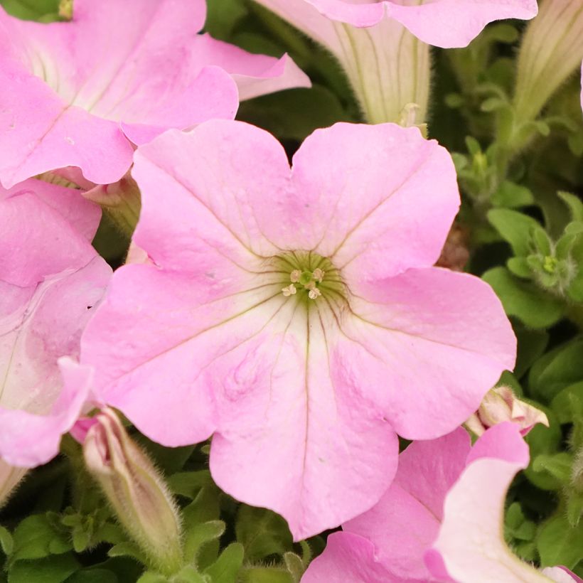 Petunia Surfinia Trailing Big Pink (Flowering)