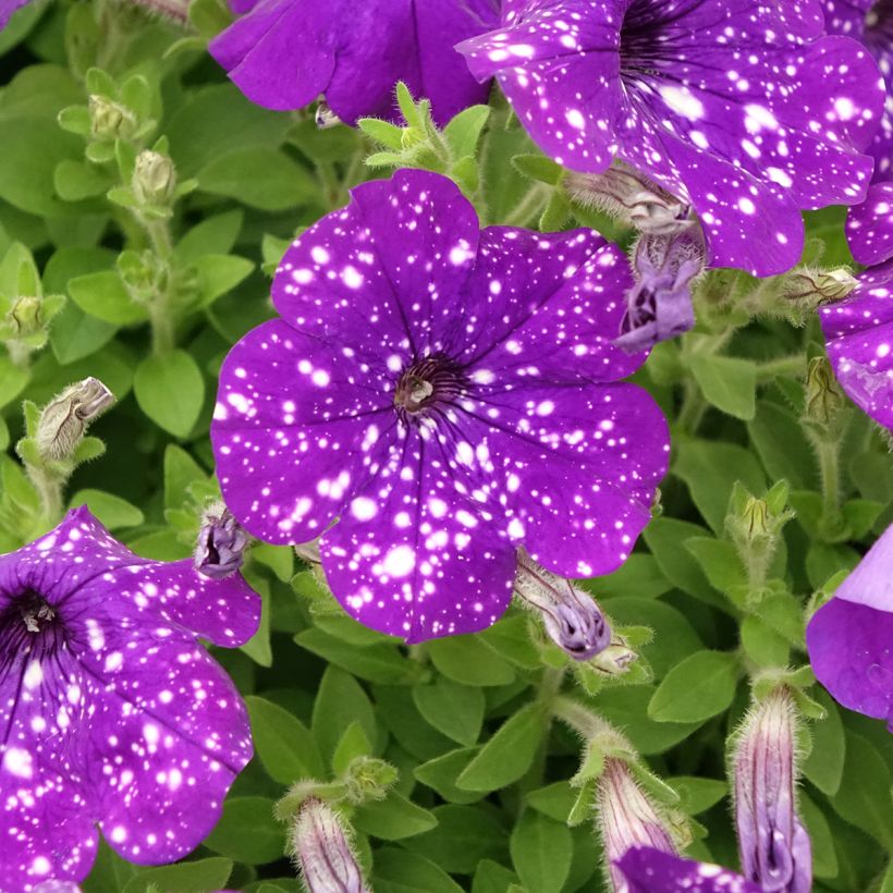 Petunia Splash Dance Bolero Blue (Flowering)