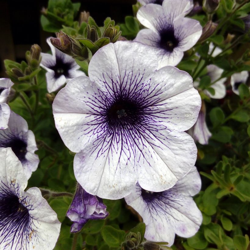 Petunia Surfinia Blue Vein (Flowering)