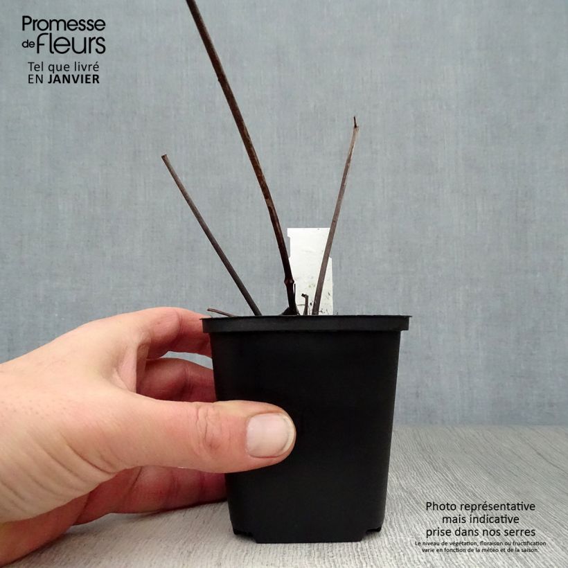 Peucedanum verticillare 8/9 cm pot sample as delivered in winter