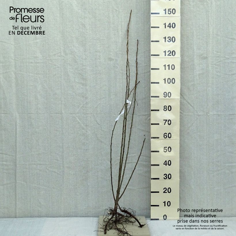 Populus nigra Italica - Black Poplar Bare root sample as delivered in winter