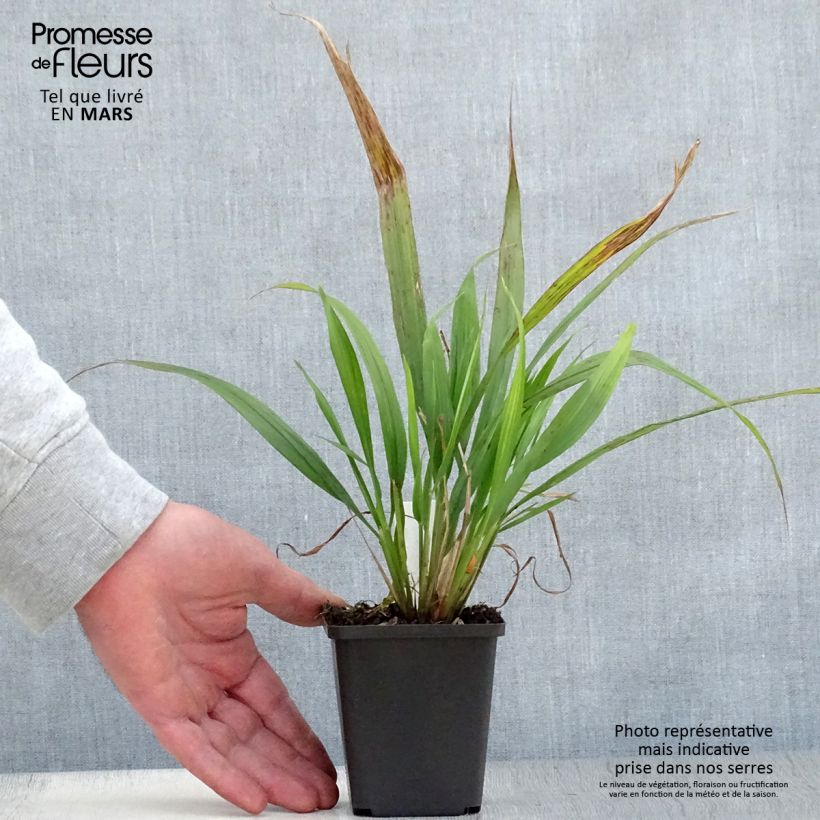 Phaenosperma globosa  8/9 cm pot sample as delivered in spring