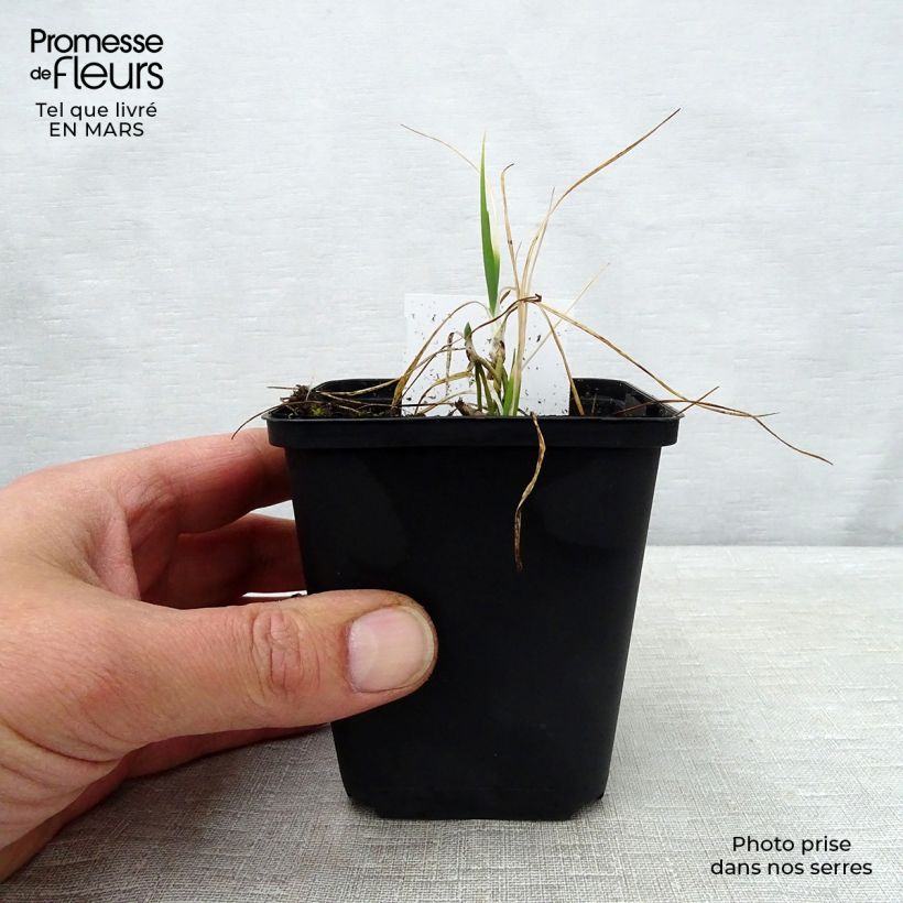 Anthericum liliago 8/9 cm pot sample as delivered in spring