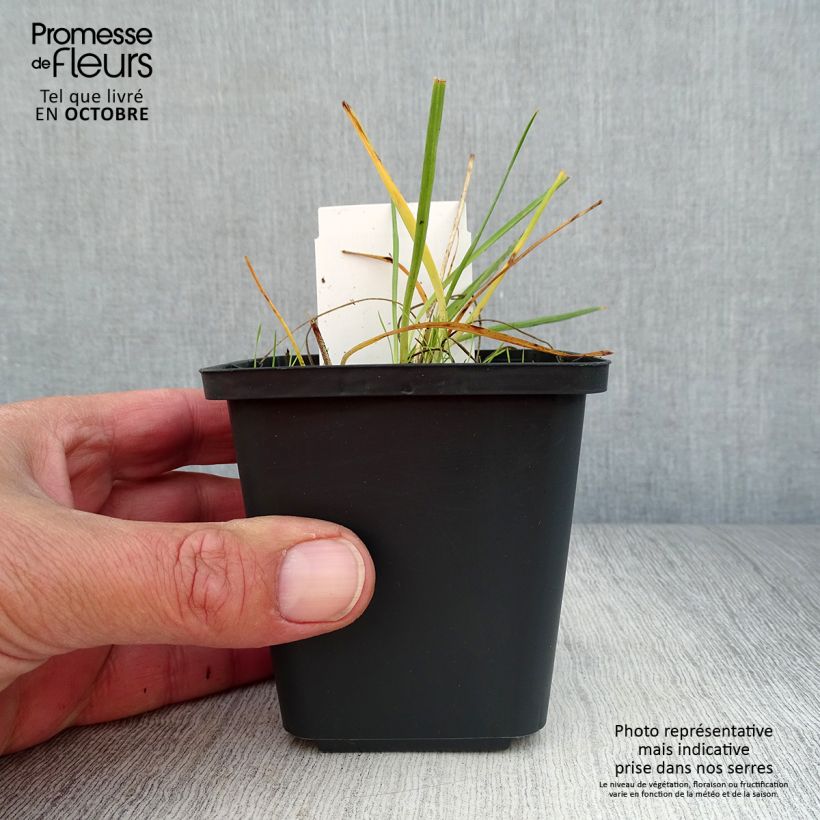 Anthericum liliago 8/9 cm pot sample as delivered in autumn