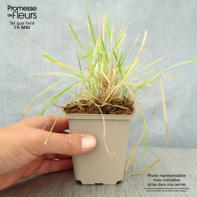 Phalaris arundinaceae  8/9 cm pot sample as delivered in spring