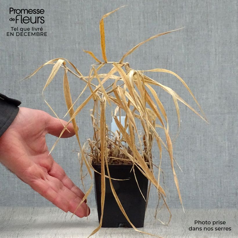 Phalaris arundinacea Picta 8/9 cm pot sample as delivered in winter