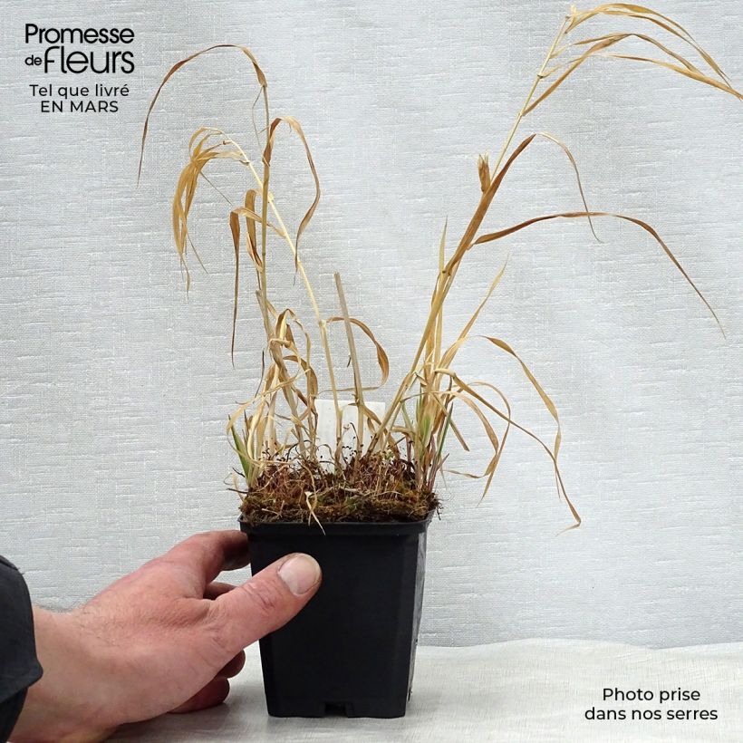 Phalaris arundinacea Picta 8/9 cm pot sample as delivered in spring