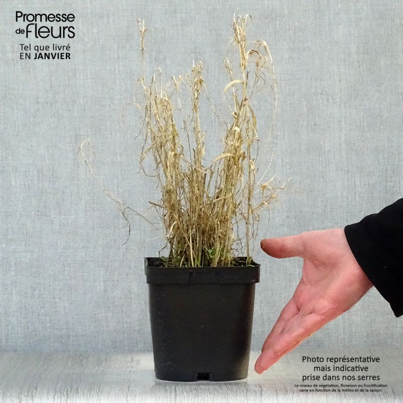 Phalaris arundinacea Picta 2L/3L pot sample as delivered in winter