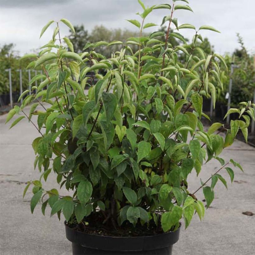 Philadelphus virginalis Albâtre - Mock Orange (Foliage)